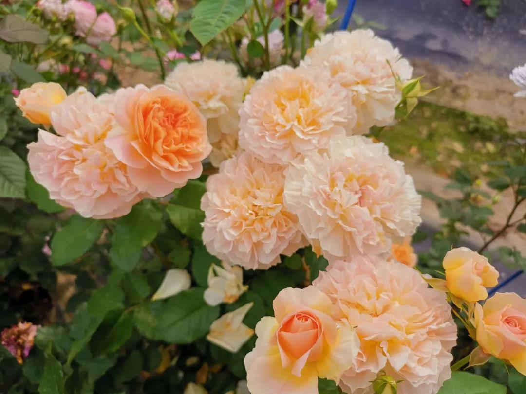 微芒 微芒