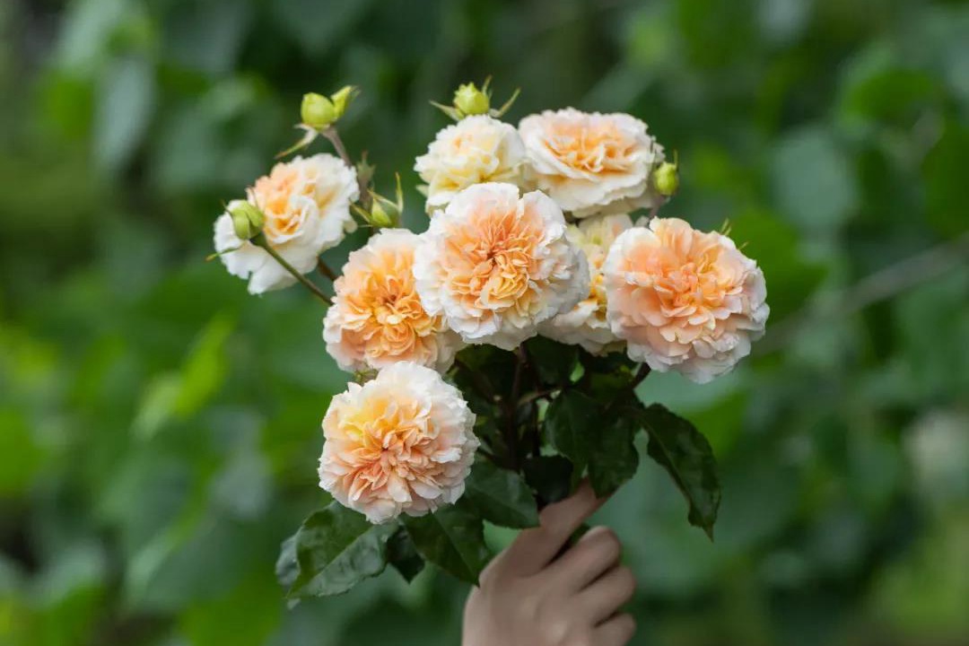 微芒 微芒