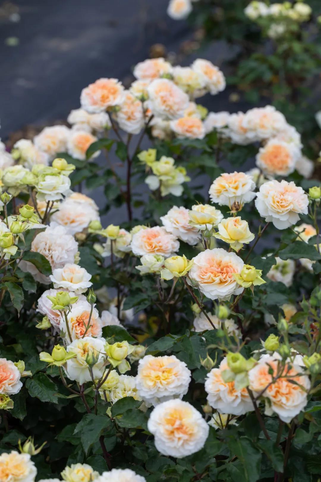 微芒 微芒