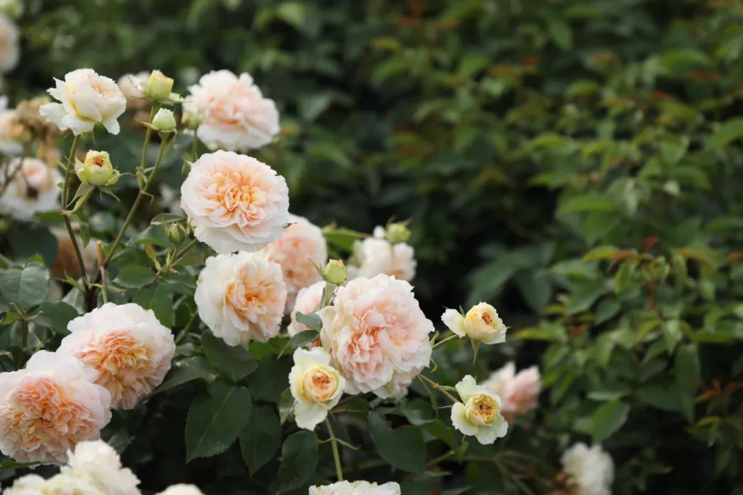 微芒 微芒