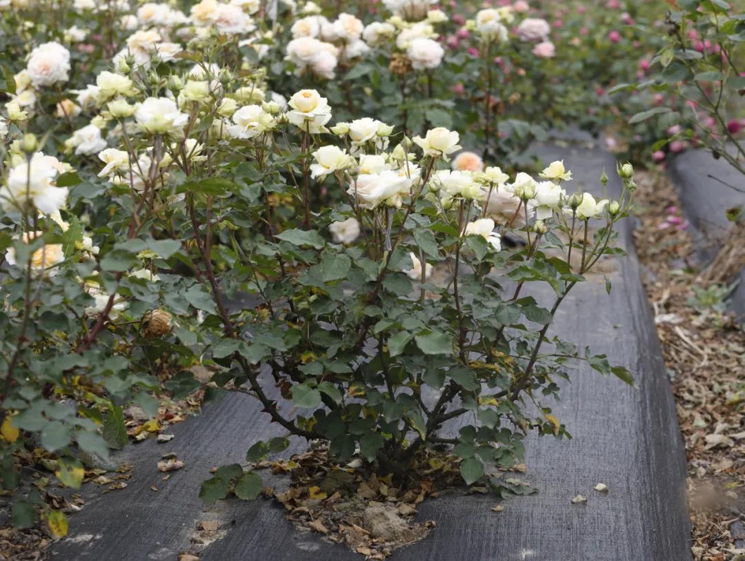 微芒 微芒
