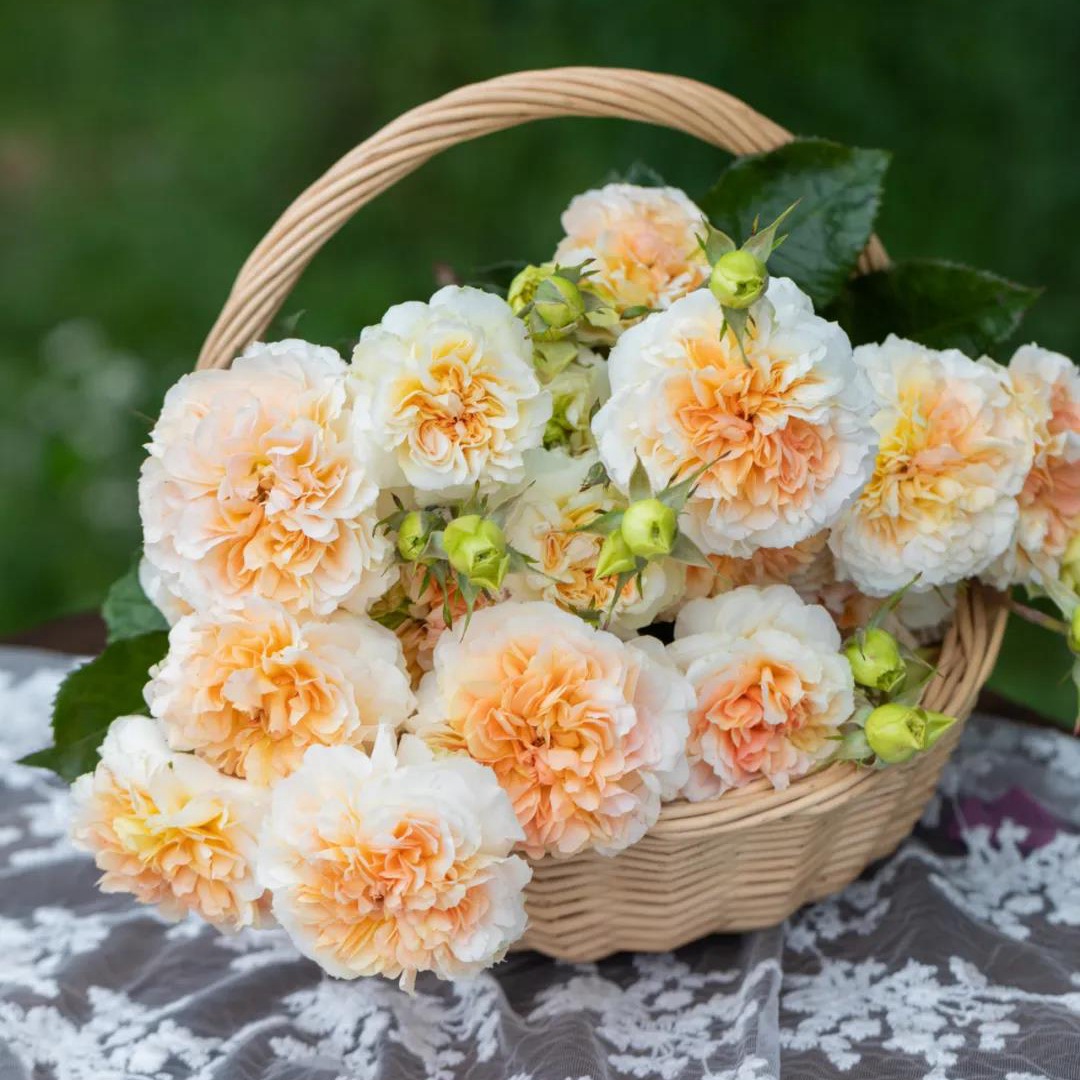 微芒 微芒