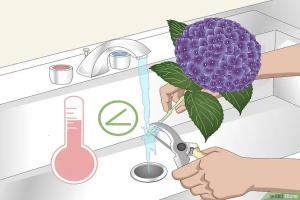 如何让绣球花一直旺盛生长