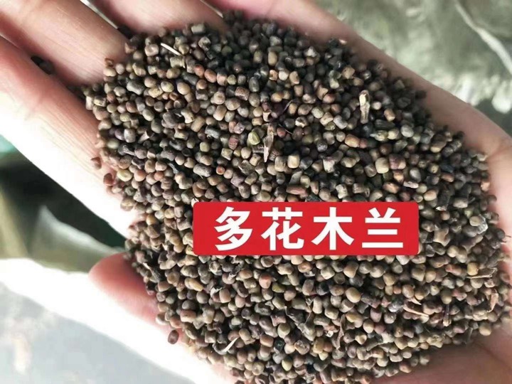 常用的护坡灌木种子有哪些? 常用的护坡灌木种子有哪些?