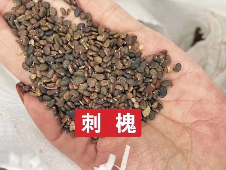 常用的护坡灌木种子有哪些? 常用的护坡灌木种子有哪些?