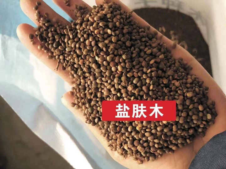 常用的护坡灌木种子有哪些? 常用的护坡灌木种子有哪些?