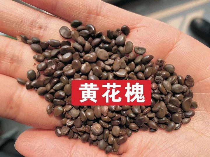 常用的护坡灌木种子有哪些? 常用的护坡灌木种子有哪些?