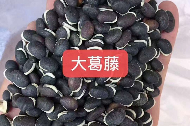 常用的护坡灌木种子有哪些? 常用的护坡灌木种子有哪些?