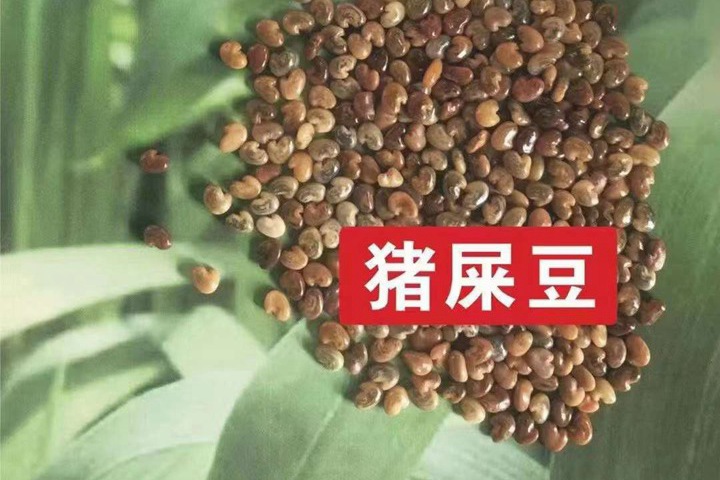 常用的护坡灌木种子有哪些? 常用的护坡灌木种子有哪些?
