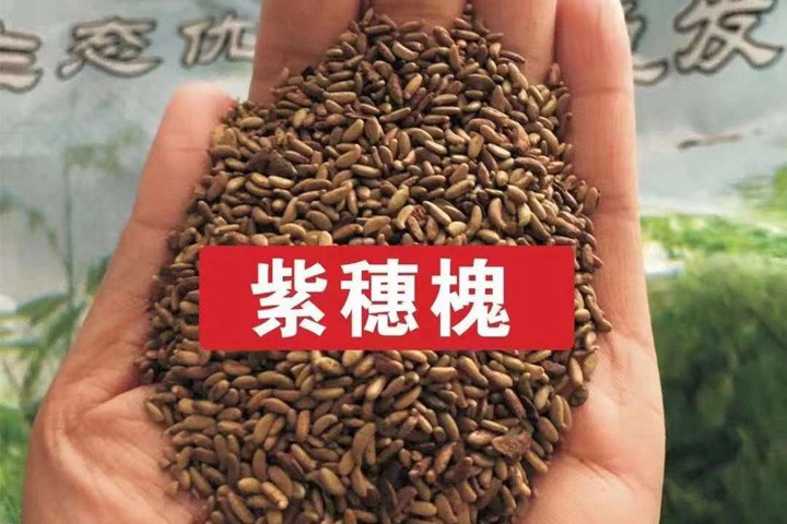 常用的护坡灌木种子有哪些? 常用的护坡灌木种子有哪些?