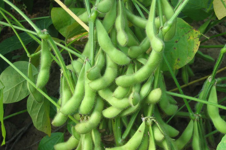 黄豆 黄豆