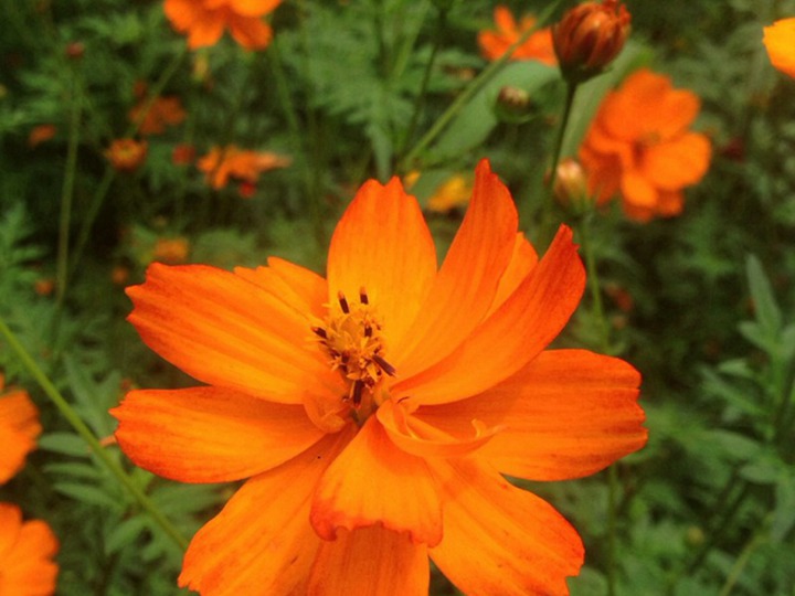 硫华菊 硫华菊