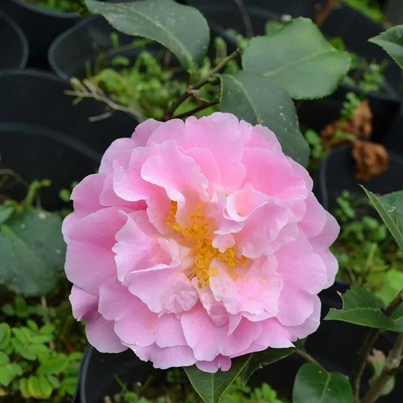 山茶花品种图片及种植方法 山茶花品种图片及种植方法