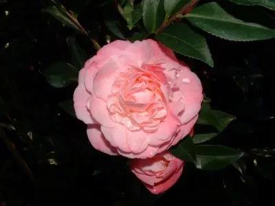 山茶花品种图片及种植方法 山茶花品种图片及种植方法