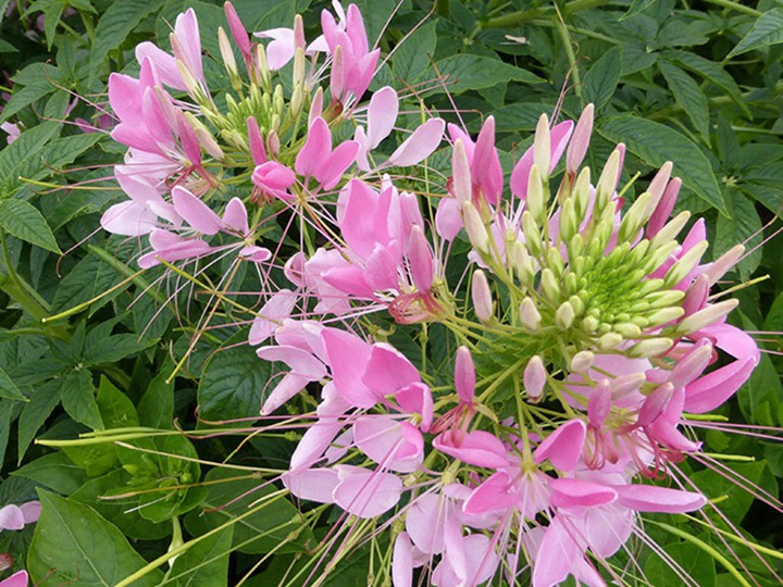 醉蝶花 醉蝶花
