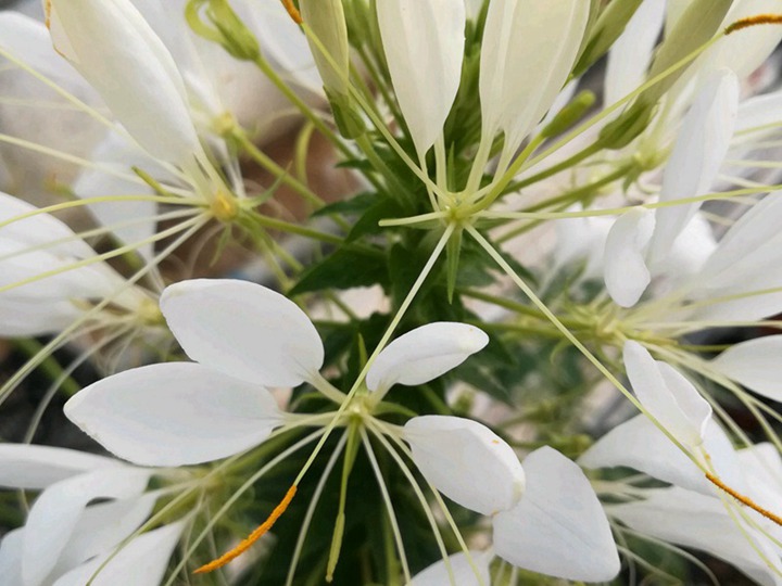 醉蝶花 醉蝶花