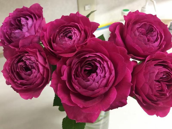月季花的花语和寓意 月季花的花语和寓意