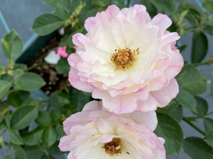 月季花的花语和寓意 月季花的花语和寓意