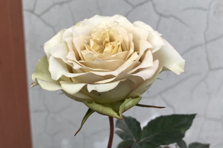 文学月季 文学月季