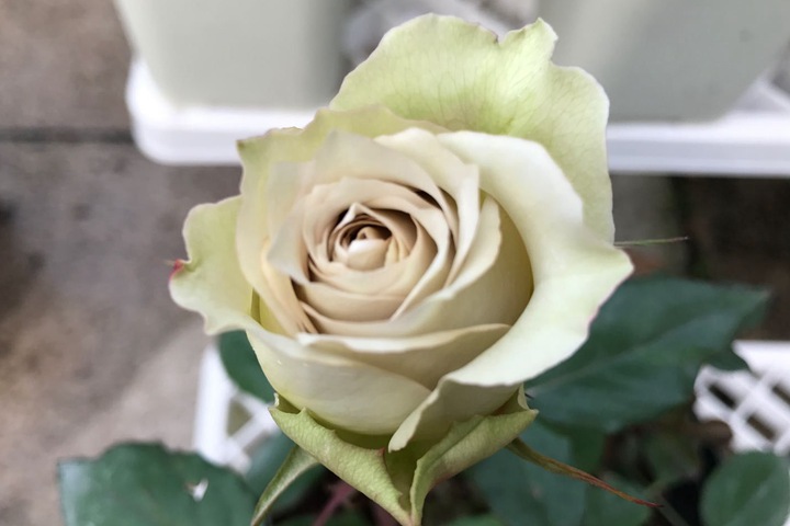 文学月季 文学月季