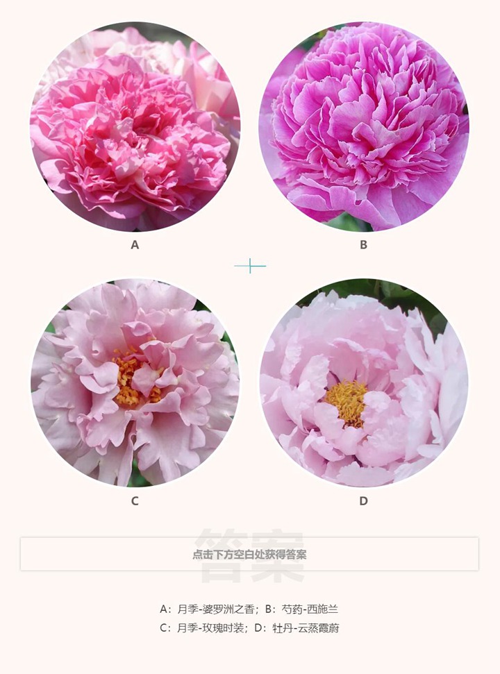 那些酷似牡丹的月季品种有哪些? 那些酷似牡丹的月季品种有哪些?