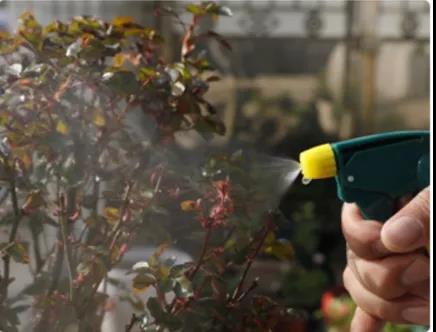 月季病虫害防治与用药大全 月季病虫害防治与用药大全