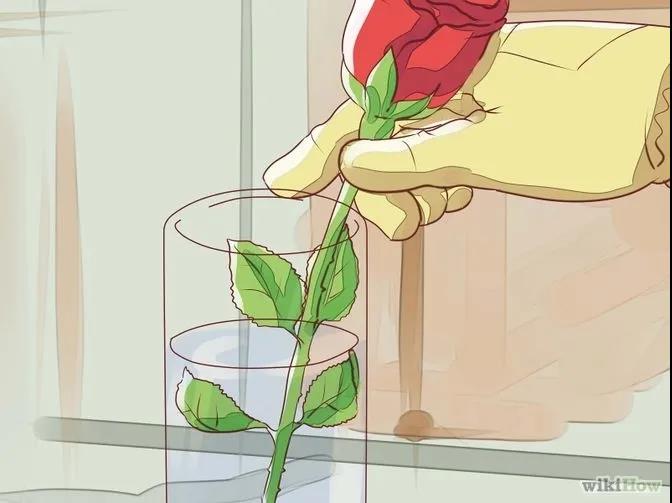 月季秋季修剪时间及修剪方法 月季秋季修剪时间及修剪方法