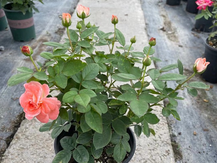 想让庭院一年四季鲜花不断?选择月季准没错! 想让庭院一年四季鲜花不断?选择月季准没错!