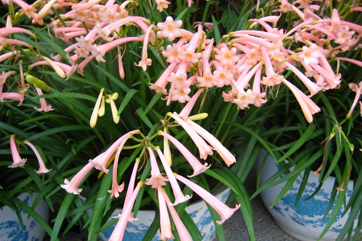 1631167955843778.jpg 垂筒花.jpg
