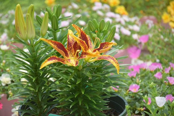 小蝴蝶 小蝴蝶