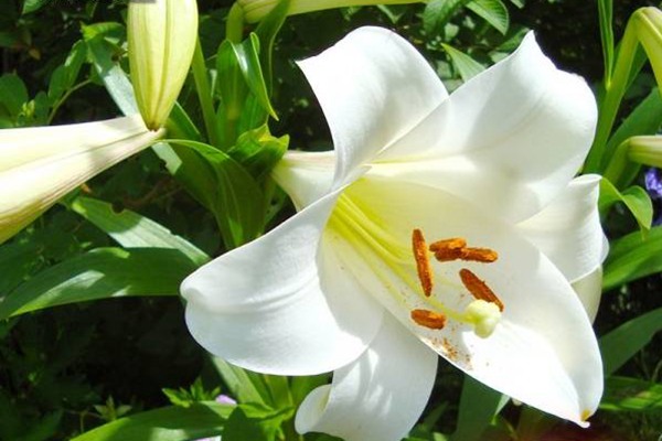 白特里昂菲特 白特里昂菲特