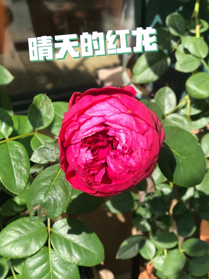 红色龙沙宝石和佛罗仑蒂娜哪个好? 红色龙沙宝石和佛罗仑蒂娜哪个好?