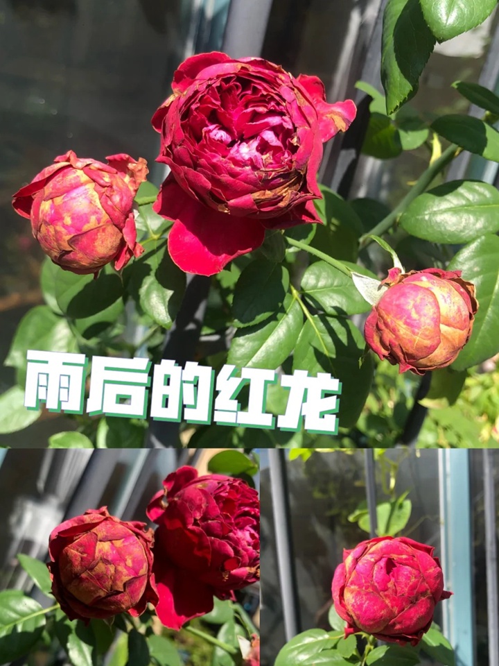 红色龙沙宝石和佛罗仑蒂娜哪个好? 红色龙沙宝石和佛罗仑蒂娜哪个好?
