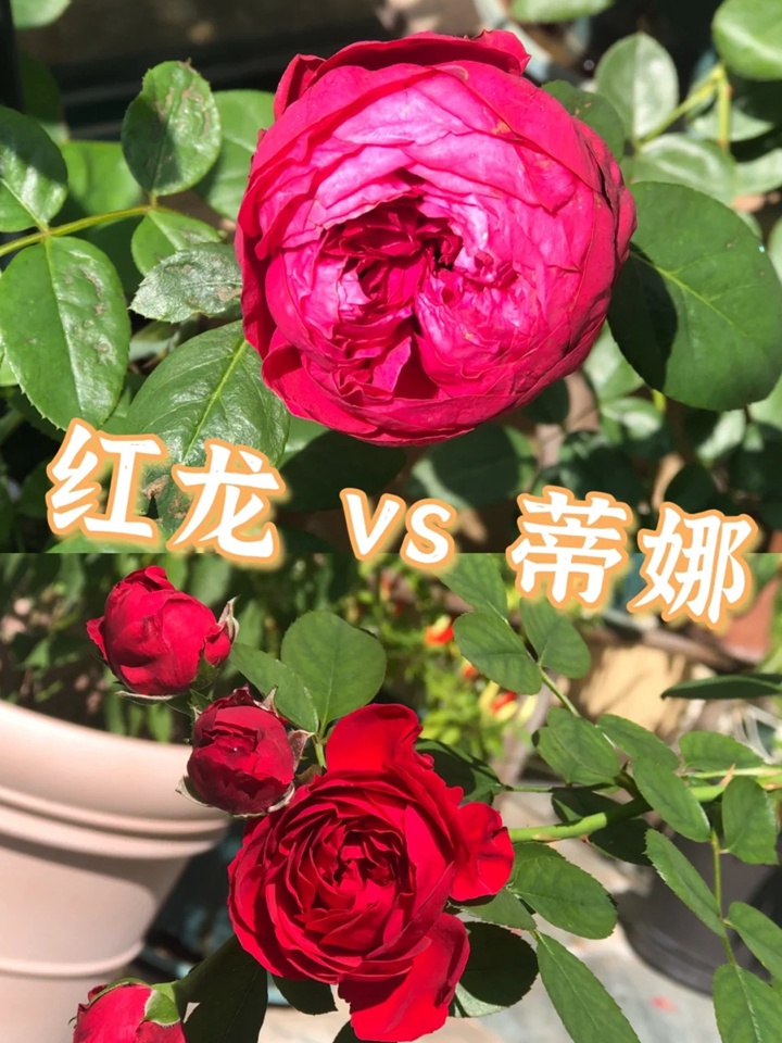 红色龙沙宝石和佛罗仑蒂娜哪个好? 红色龙沙宝石和佛罗仑蒂娜哪个好?