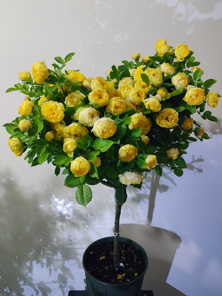 月季花有多少个品种 月季花有多少个品种