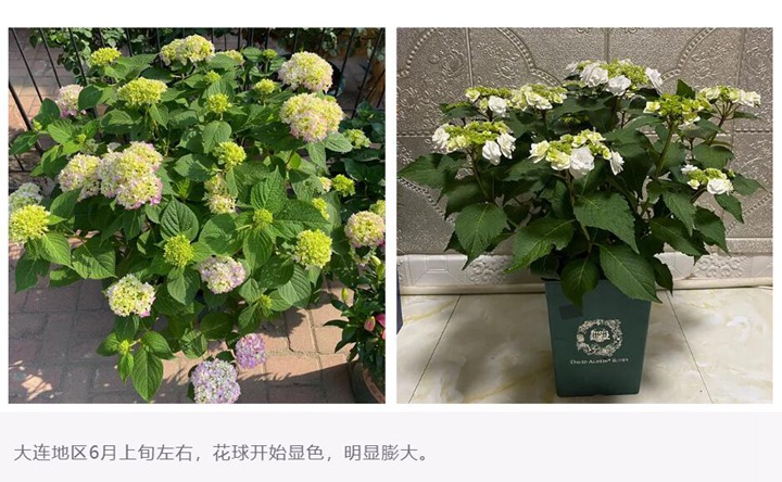 绣球花种植养护需要注意事八大事项 绣球花种植养护需要注意事八大事项