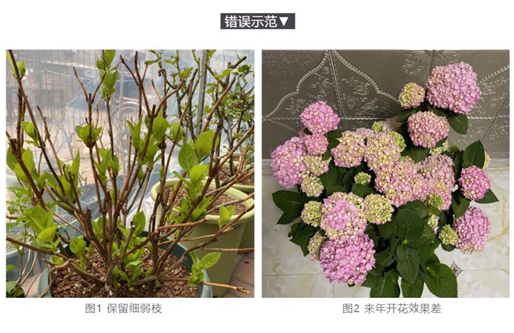 绣球花种植养护需要注意事八大事项 绣球花种植养护需要注意事八大事项
