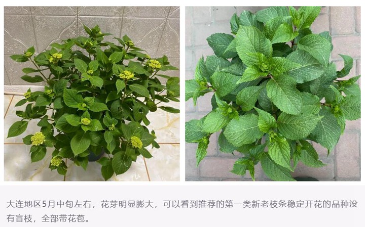 绣球花种植养护需要注意事八大事项 绣球花种植养护需要注意事八大事项