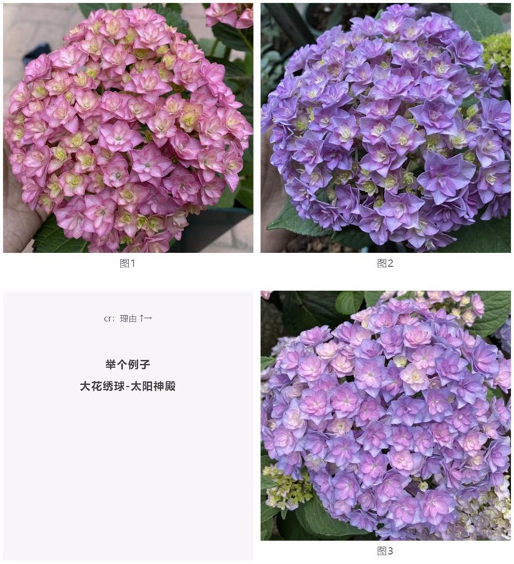 绣球花种植养护需要注意事八大事项 绣球花种植养护需要注意事八大事项