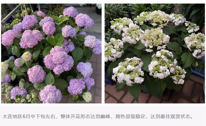 绣球花种植养护需要注意事八大事项 绣球花种植养护需要注意事八大事项