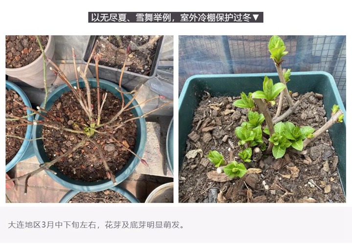 绣球花种植养护需要注意事八大事项 绣球花种植养护需要注意事八大事项