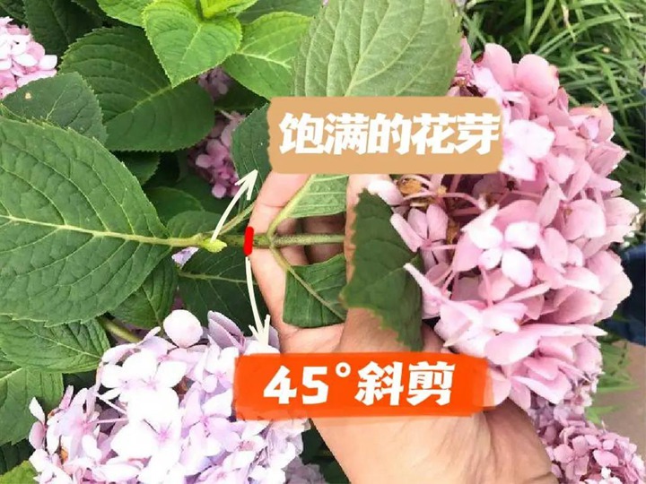 绣球花种植养护需要注意事八大事项 绣球花种植养护需要注意事八大事项