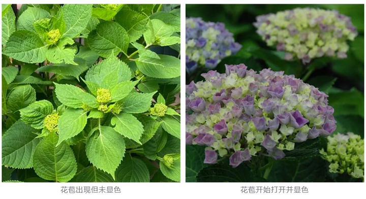 绣球花种植养护需要注意事八大事项 绣球花种植养护需要注意事八大事项
