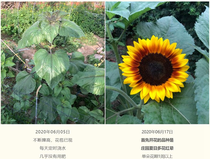 向日葵种子种植经验分享 向日葵种子种植经验分享
