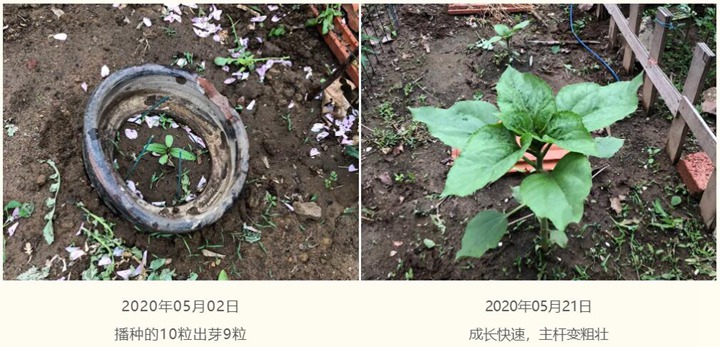 向日葵种子种植经验分享 向日葵种子种植经验分享