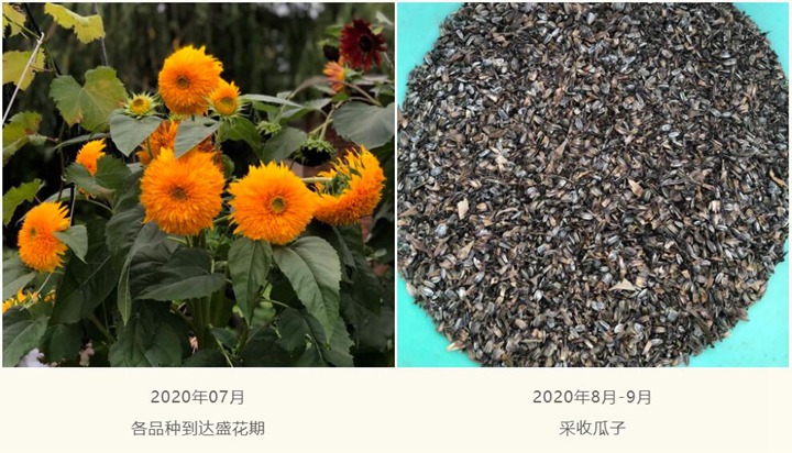 向日葵种子种植经验分享 向日葵种子种植经验分享