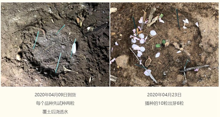 向日葵种子种植经验分享 向日葵种子种植经验分享