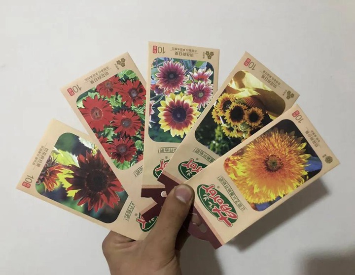 向日葵种子种植经验分享 向日葵种子种植经验分享