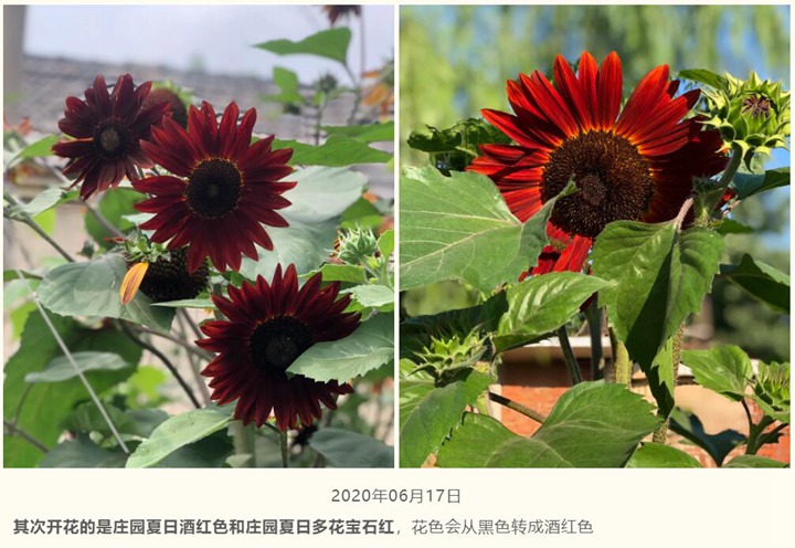 向日葵种子种植经验分享 向日葵种子种植经验分享