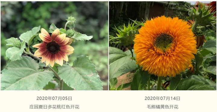 向日葵种子种植经验分享 向日葵种子种植经验分享